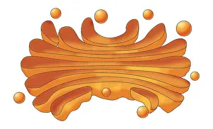 October Prints: Golgi Apparatus, Illustration