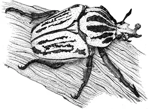 Beetle Prints: Goliath Beetle