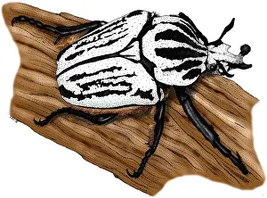 Beetle Prints: Goliath Beetle