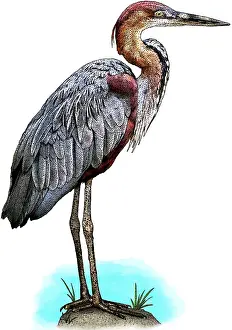 Wading Prints: Goliath heron