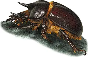 Beetle Prints: Gopher Beetle, Illustration