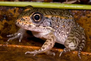 Technique Prints: Gopher Frog