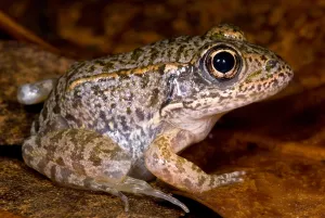 Technique Prints: Gopher Frog