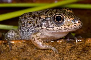 Technique Prints: Gopher Frog