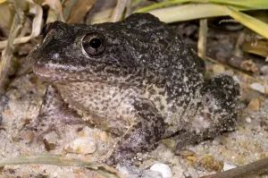 Technique Prints: Gopher Frog