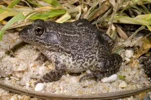 Technique Prints: Gopher Frog