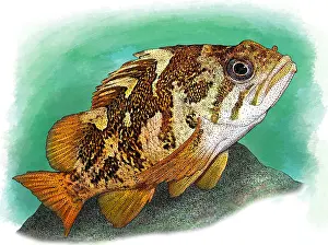 Forest Prints: Gopher Rockfish