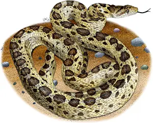Colubridae Prints: Gopher Snake