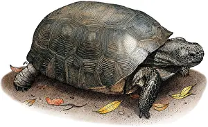 Tortoises Prints: Gopher Tortoise