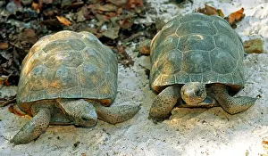 Prints of Gopher Tortoises (Gopherus polyphemus), also known as Gopher Turtles, in Duval County, Florida. This is the only kind of tortoise native to the US : Gopher Tortoises or Gopher Turtles, Florida