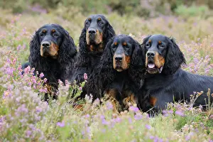 Field Prints: Four Gordon Setters