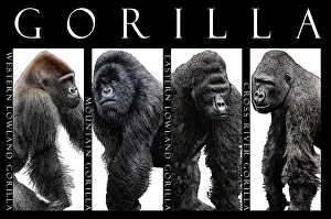Cross Prints: Gorillas, Poster