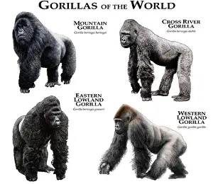 2016 Prints: Gorillas of the World