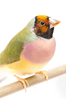 Morph Prints: Gouldian Finch (Erythrura gouldiae) on perch