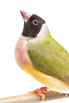 Morph Prints: Gouldian Finch (Erythrura gouldiae) on perch