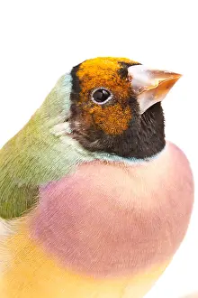 Morph Prints: Gouldian Finch (Erythrura gouldiae) Portrait