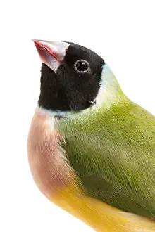 Morph Prints: Gouldian Finch (Erythrura gouldiae) Portrait