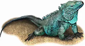 Iguanas Prints: Grand Cayman Blue Iguana