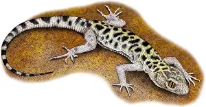 Night Prints: Granite Night Lizard