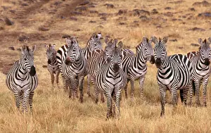 Equus Prints: Grant's Zebra (Equus burchelli boehmi)