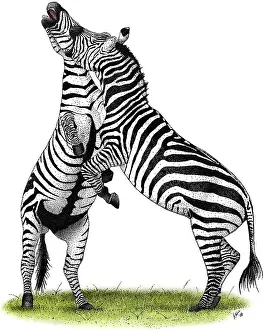 Plain Prints: Grant's Zebras