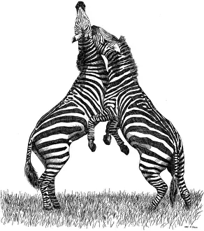 Equus Prints: Grant's Zebras