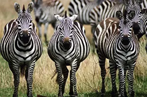 Misc 2 Prints: Grant's Zebras, Tanzania