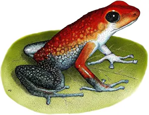Dendrobates Prints: Granular Poison Dart Frog