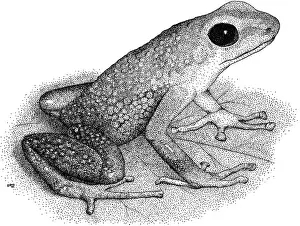 Dart Prints: Granular Poison Dart Frog