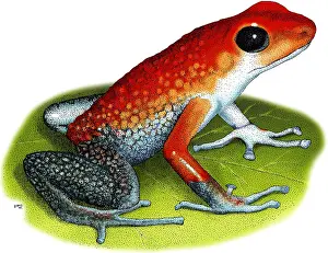 Dart Prints: Granular Poison Dart Frog