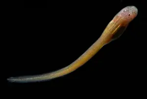 Reproductive Prints: Granulated Glass Frog tadpole