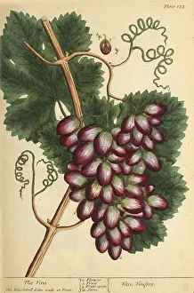 Vine Prints: Grape Vine, Medicinal Plant, 1737