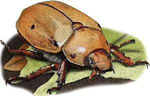 Beetle Prints: Grapevine Beetle, Illustration