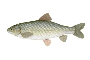 Grass Prints: Grass Carp (Ctenopharyngodon idella)