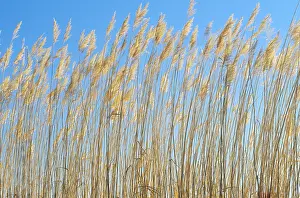 Plant Prints: Grasses