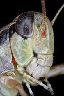 Insect Prints: Grasshopper with parasitic mite