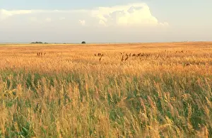 Prints of Konza Prairie Research Natural Area in Kansas is owned by the Nature Conservancy and operated by Kansas State University : Grassland, Konza Prairie Nature Conservancy, Kansas