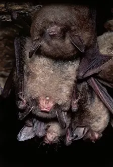 Hanging Prints: Gray Bats