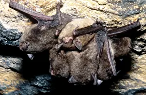 Hanging Prints: Gray Bats