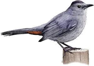 Birds Prints: Gray Catbird