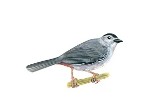 Animals Prints: Gray Catbird