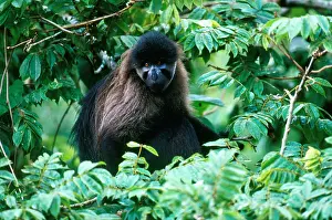 Primate Prints: Gray-cheeked Mangabey
