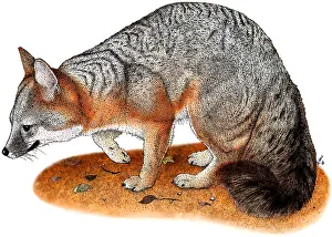 Foxes Prints: Gray Fox