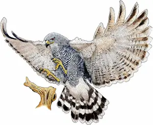 Flying Prints: Gray hawk