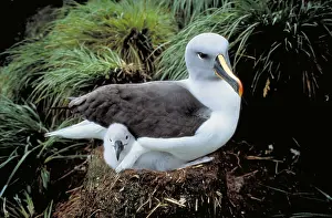 Rock Prints: Gray-headed Albatross