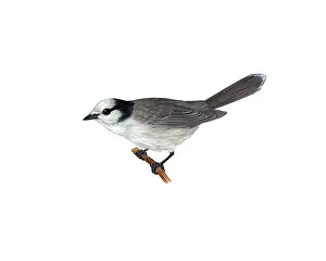 Jack Prints: Gray Jay