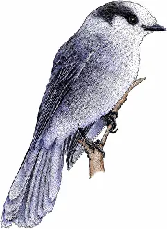 Gray Prints: Gray Jay