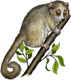 Nocturnal Prints: Gray Mouse Lemur