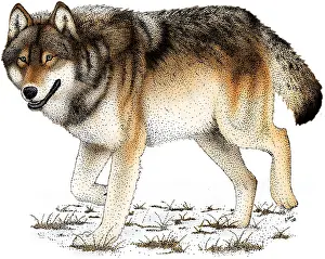Gray Prints: Gray or Timber Wolf