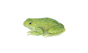 Gray Prints: Gray Tree Frog